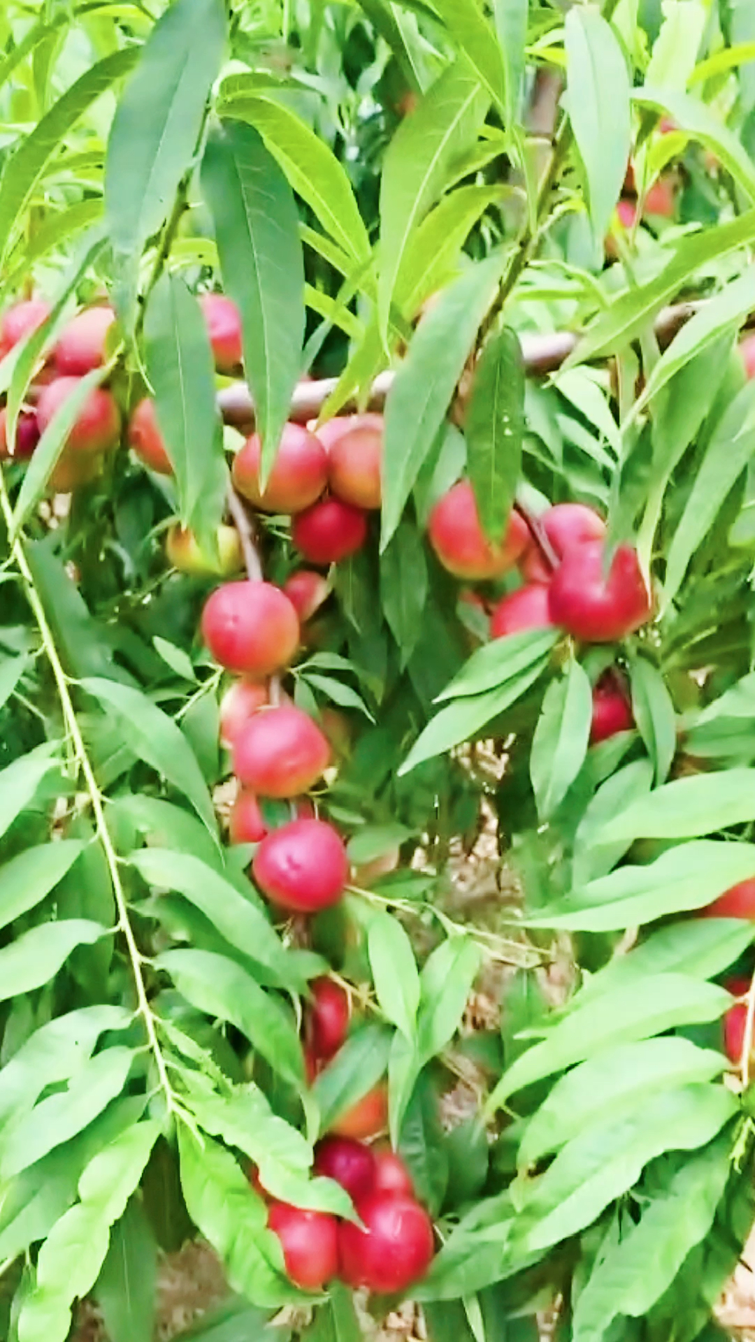 舌尖上的乡村美食#珍珠枣油桃,像枣吃起来是油桃味