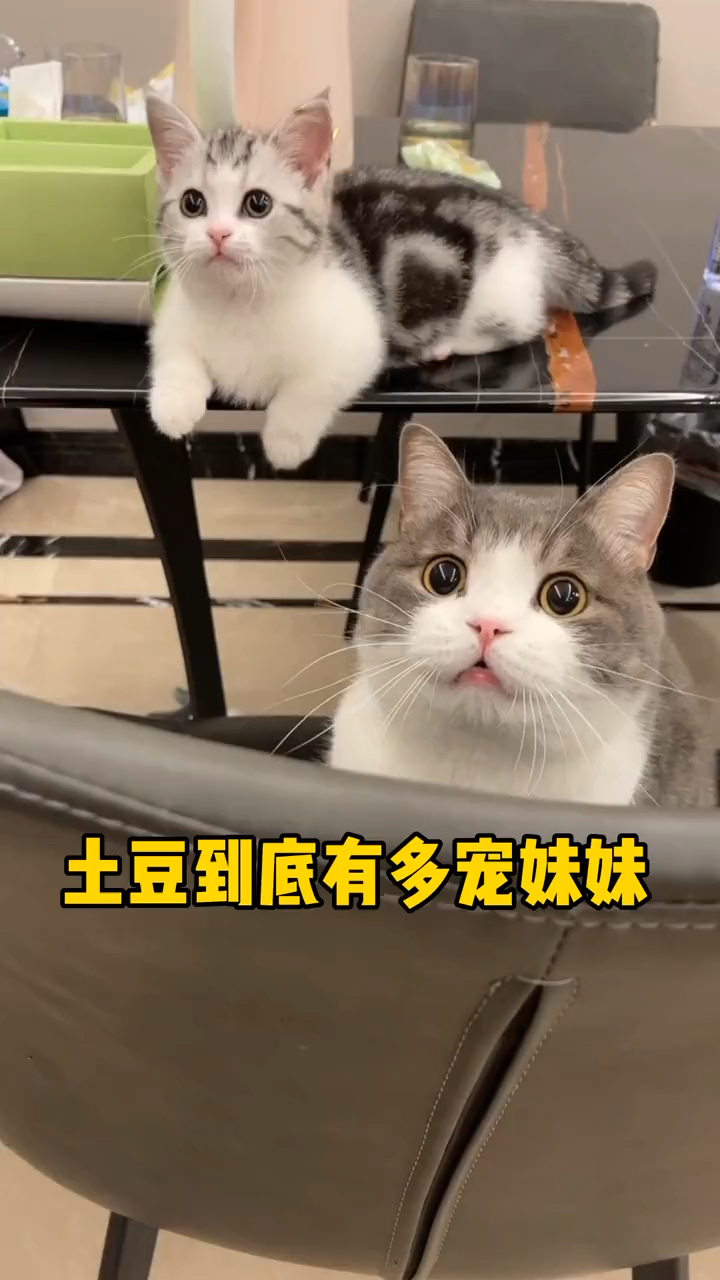 土豆对妹妹真好我酸了妹妹也知道疼哥哥了