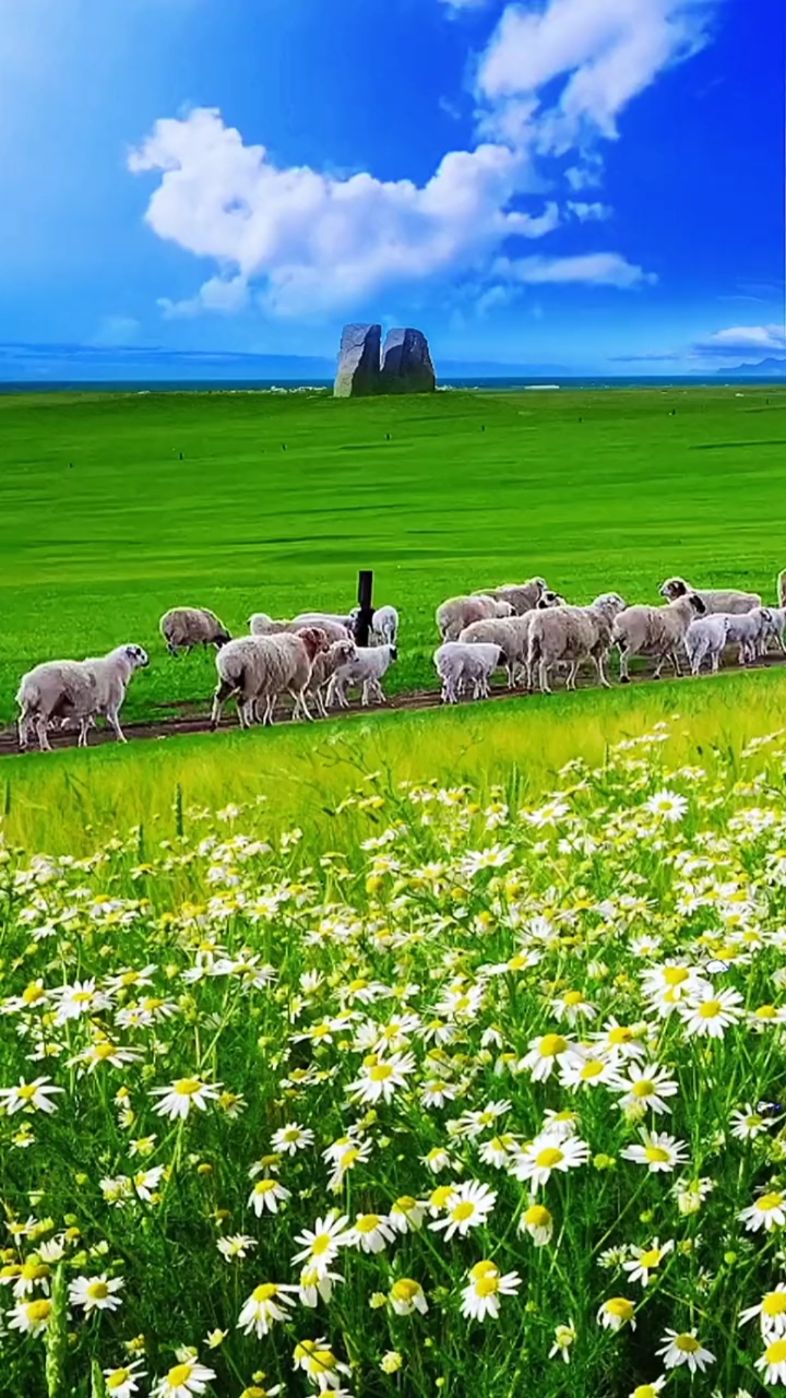 蓝天白云绿草羊群图片图片