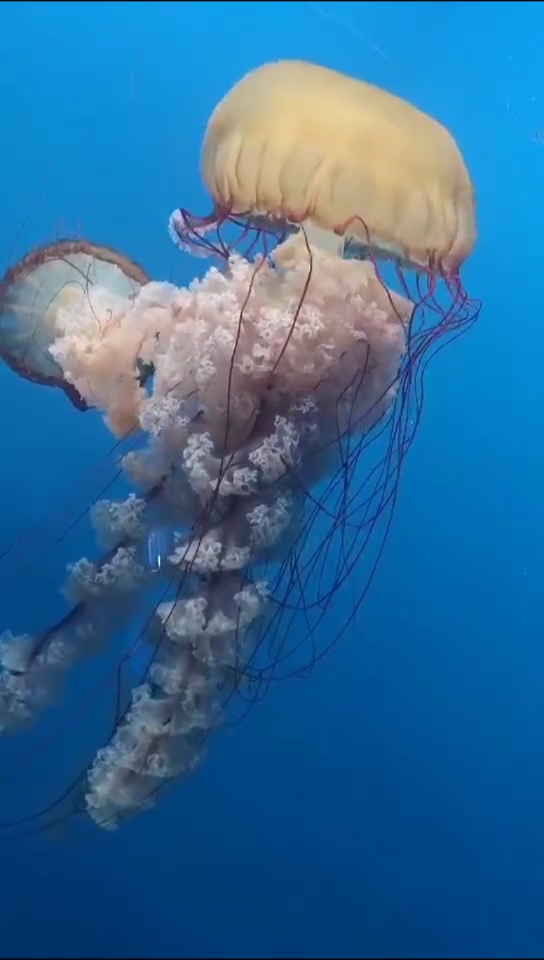 这是见过最大的水母!你哪?