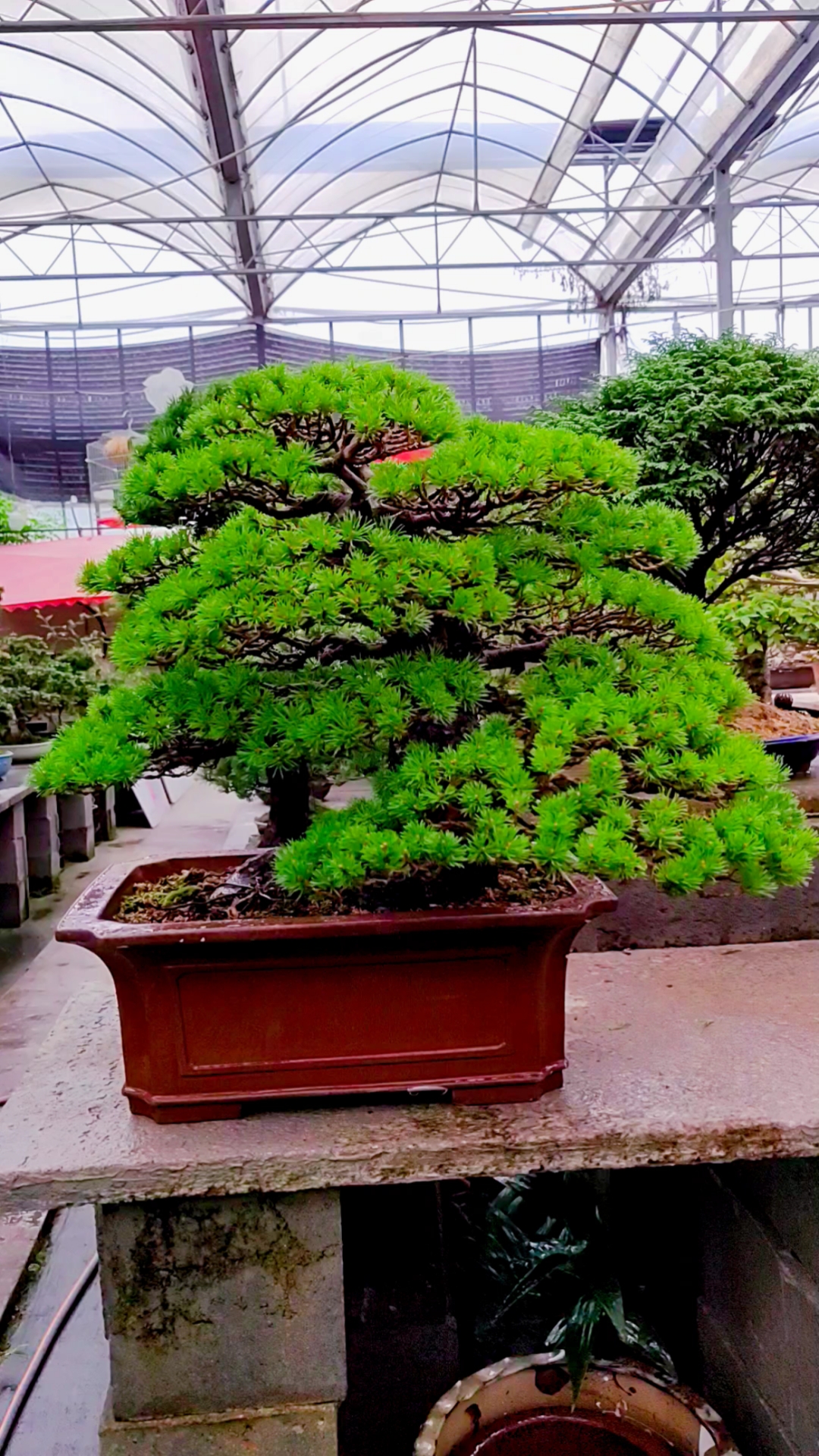 出枝非常漂亮的一棵瑞祥五针松