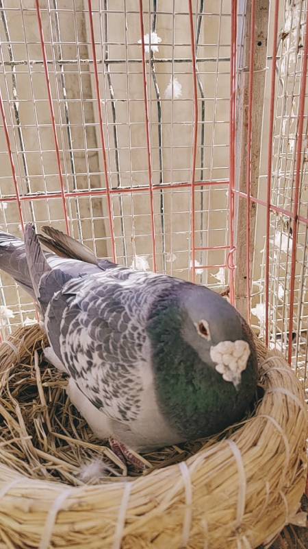 鸽疯子#超大体大鼻子詹森种鸽.-全民小视频