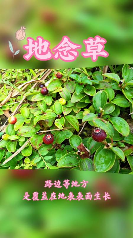 野生草本#地念草我老家叫地念沙……….