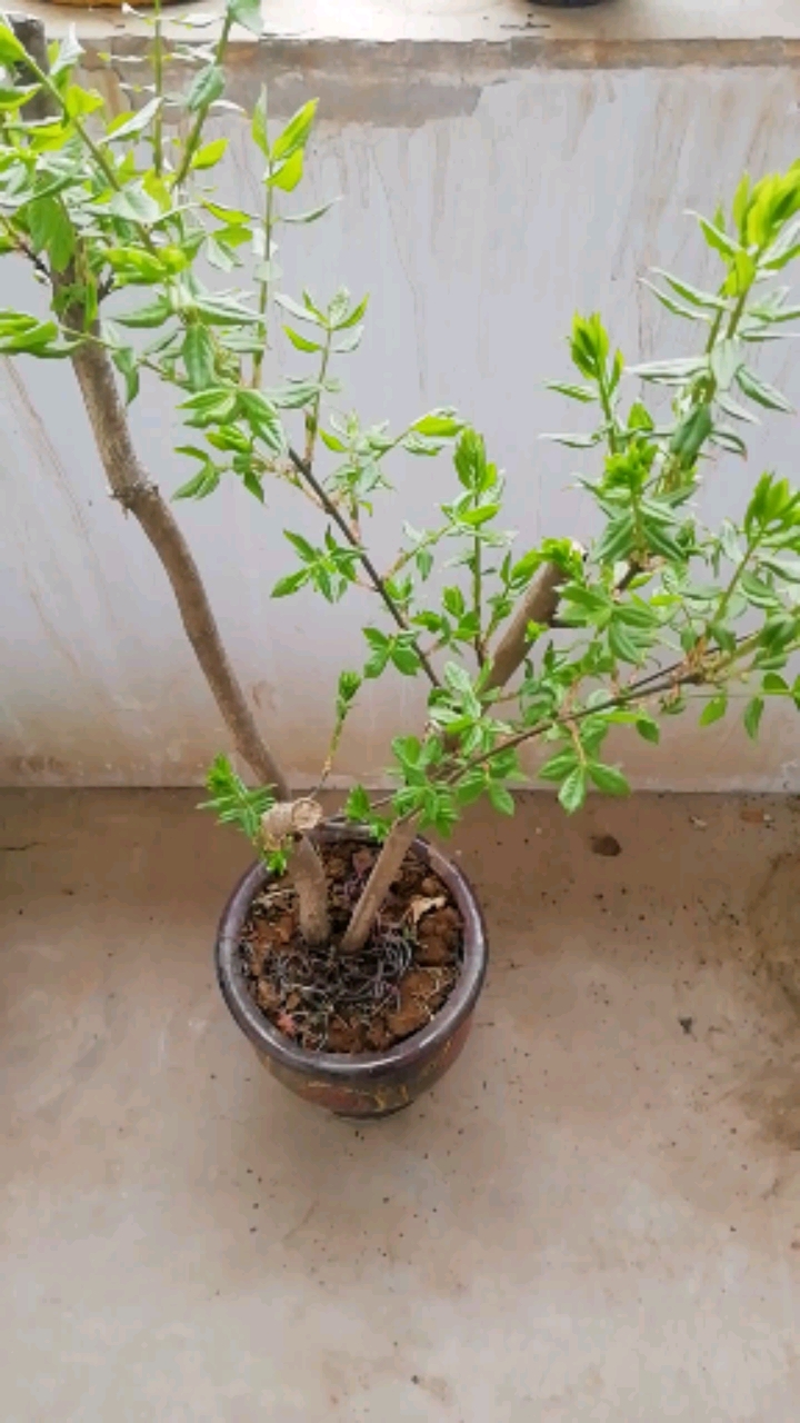 音为有你#鬼箭羽,又名鬼见愁-全民小视频