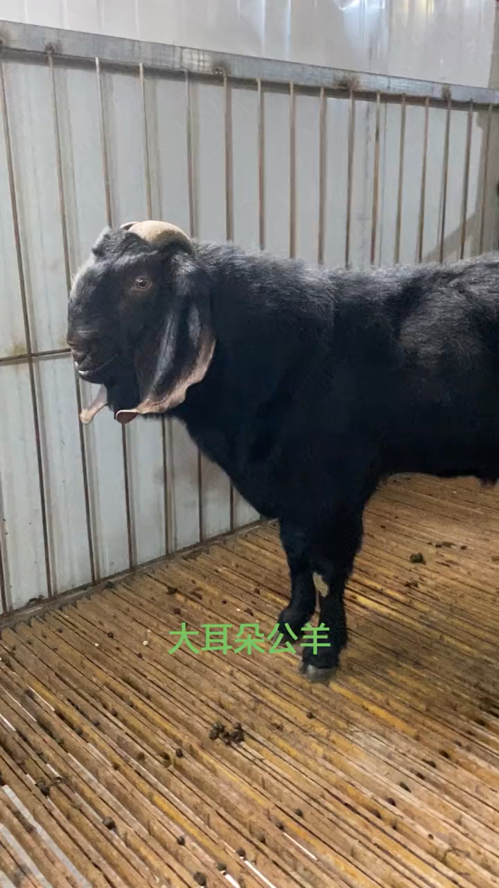 纯种努比亚黑山羊大耳朵公羊有正宗这个味了