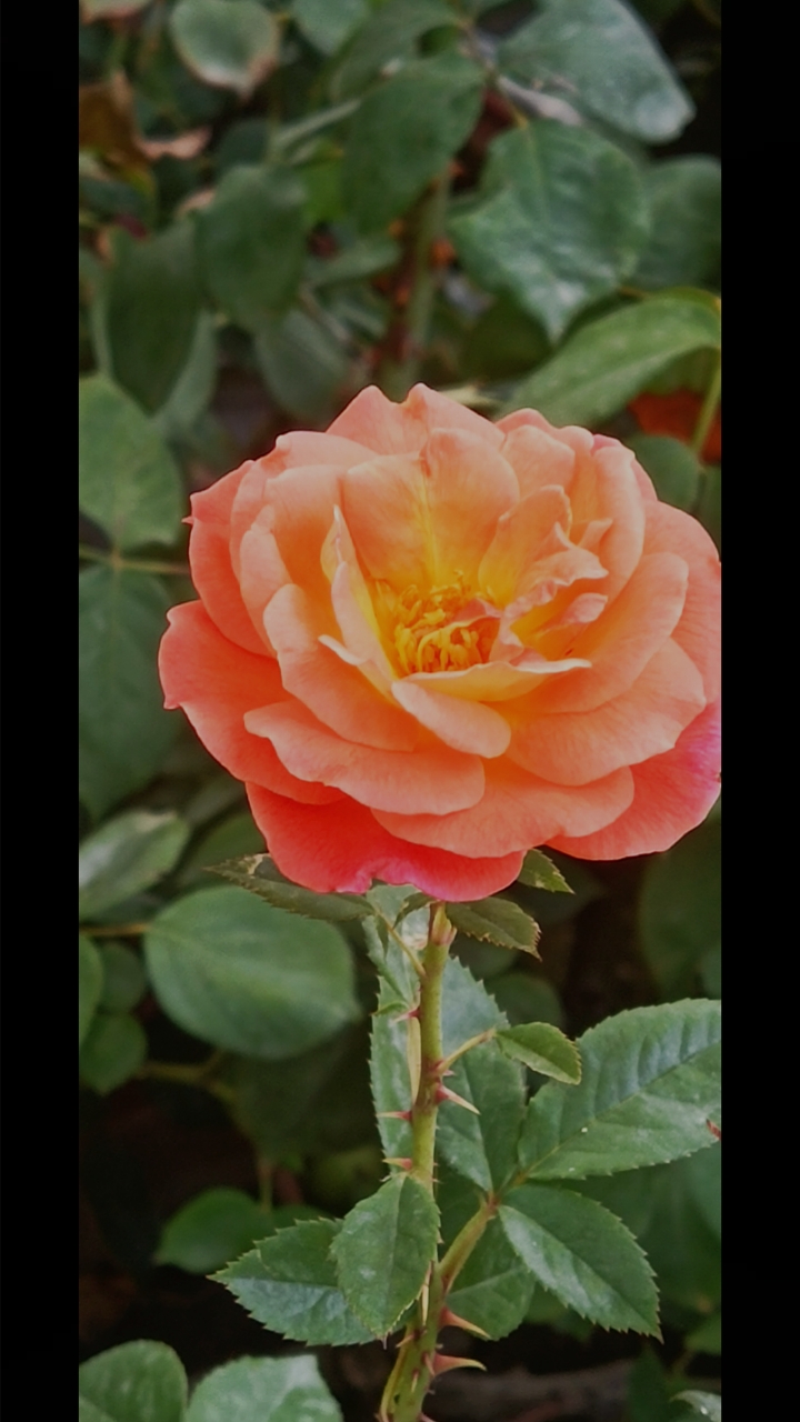 你好,夏天#美丽动人的各色月季花!