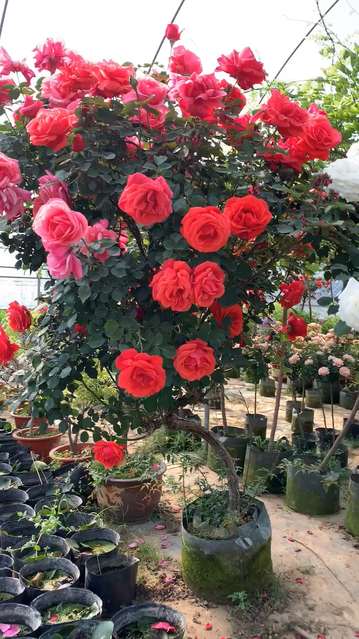 大花月季,红粉双色,花大浓香型,多季循环开花