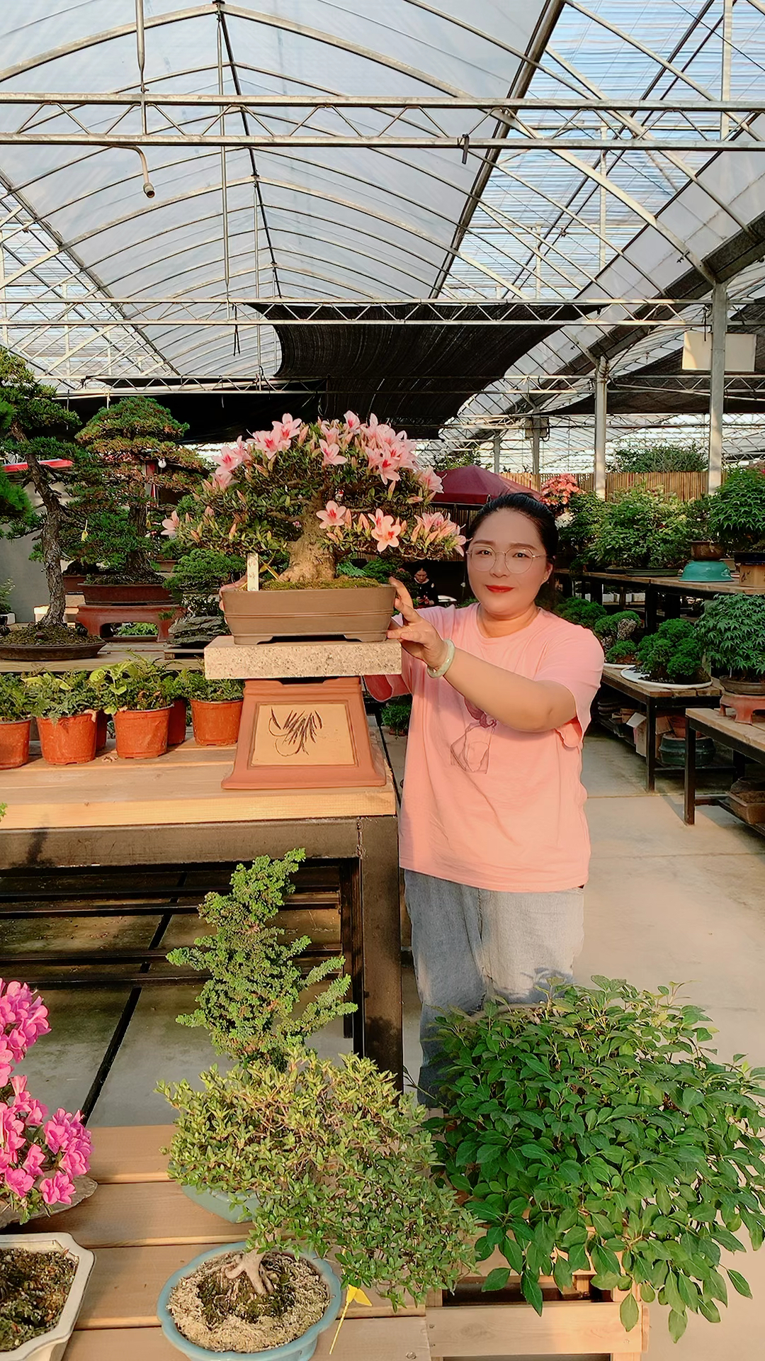 进口皋月杜鹃如峰山