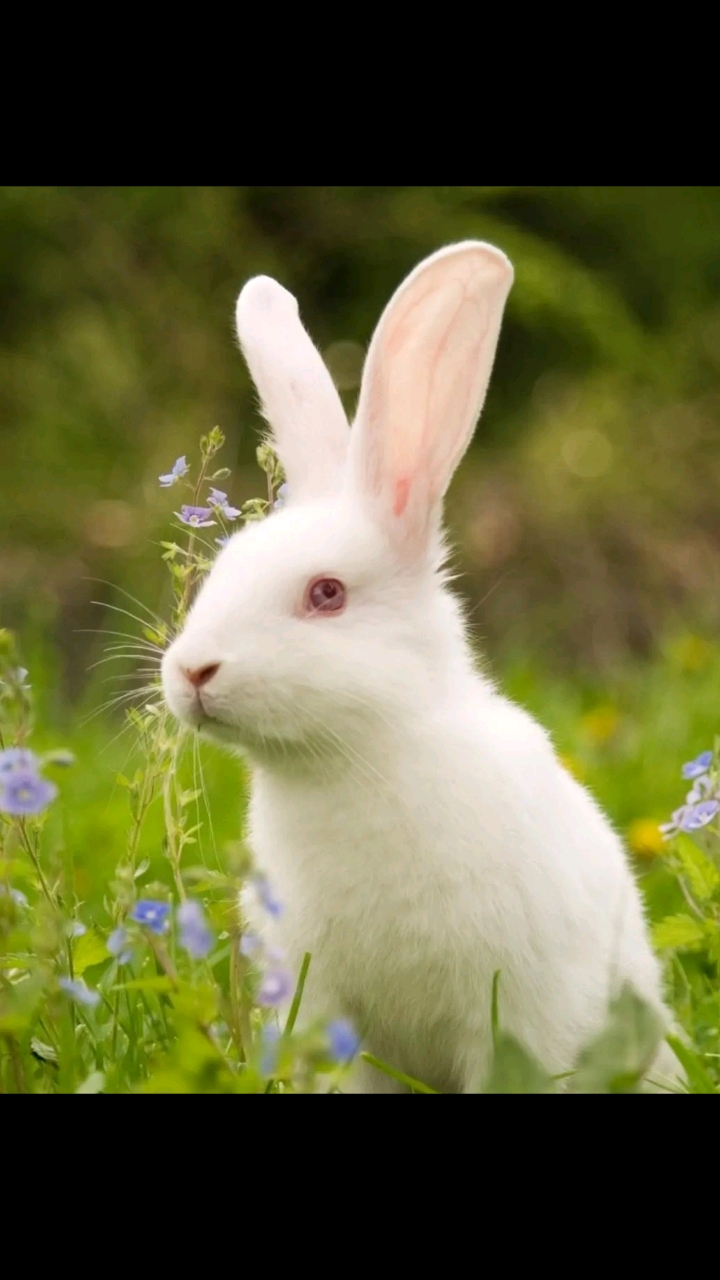 小白兔,白又白,两只耳朵竖起来!