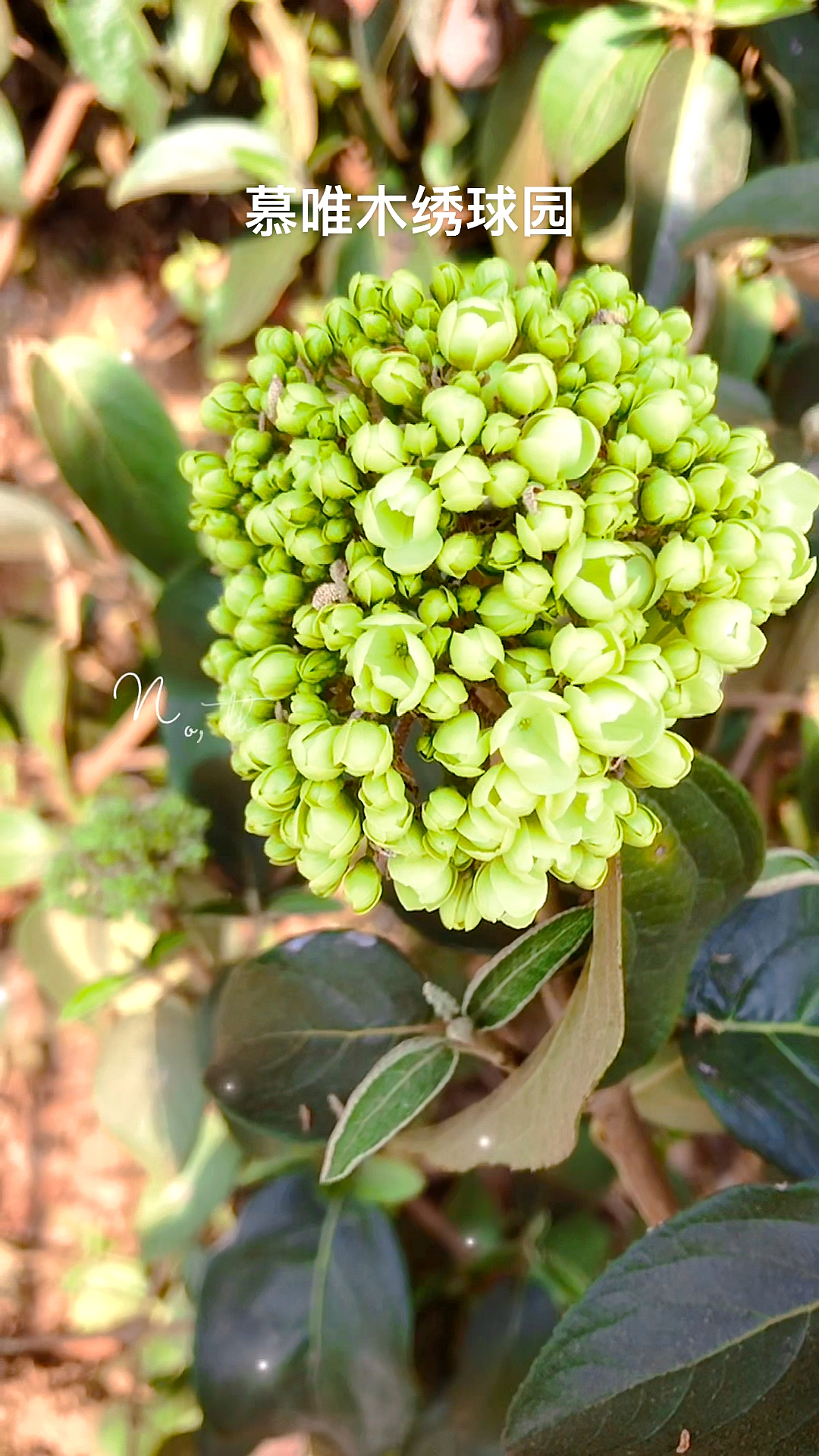 绣球花#中华木绣球斗球初开,豆绿色