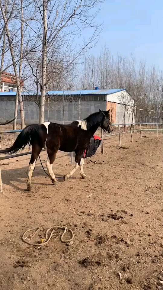 纯血四蹄白花马