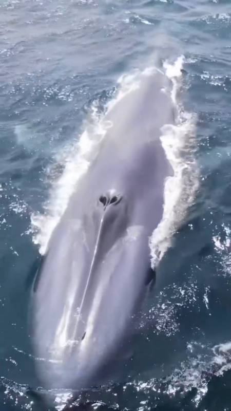 大海鲸鱼#深海蓝鲸海面换气惊艳瞬间