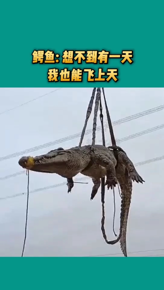 鳄鱼:想不到有一天我也能飞上天