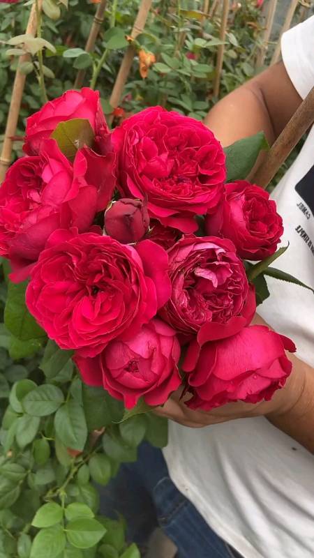 藤本月季红色龙沙宝石,大花包子型,多季循环开花