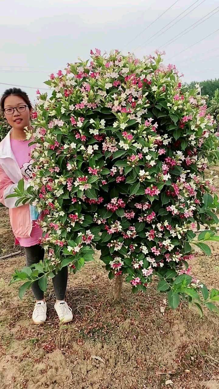 五彩錦帶寓意前程似錦開花彩色,耐寒耐旱南北方都可以栽植