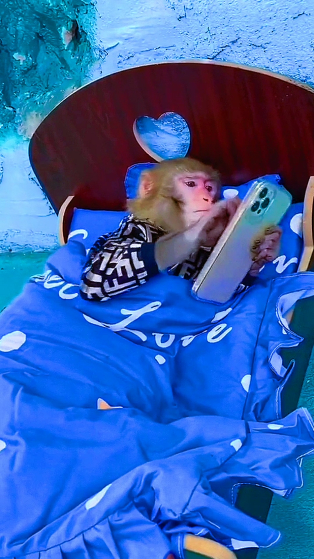 猴子泡温泉玩手机图片