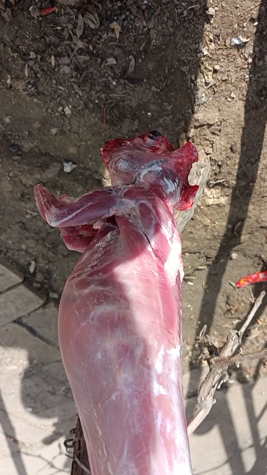 回家路上那些事#刚刚宰杀的小兔子