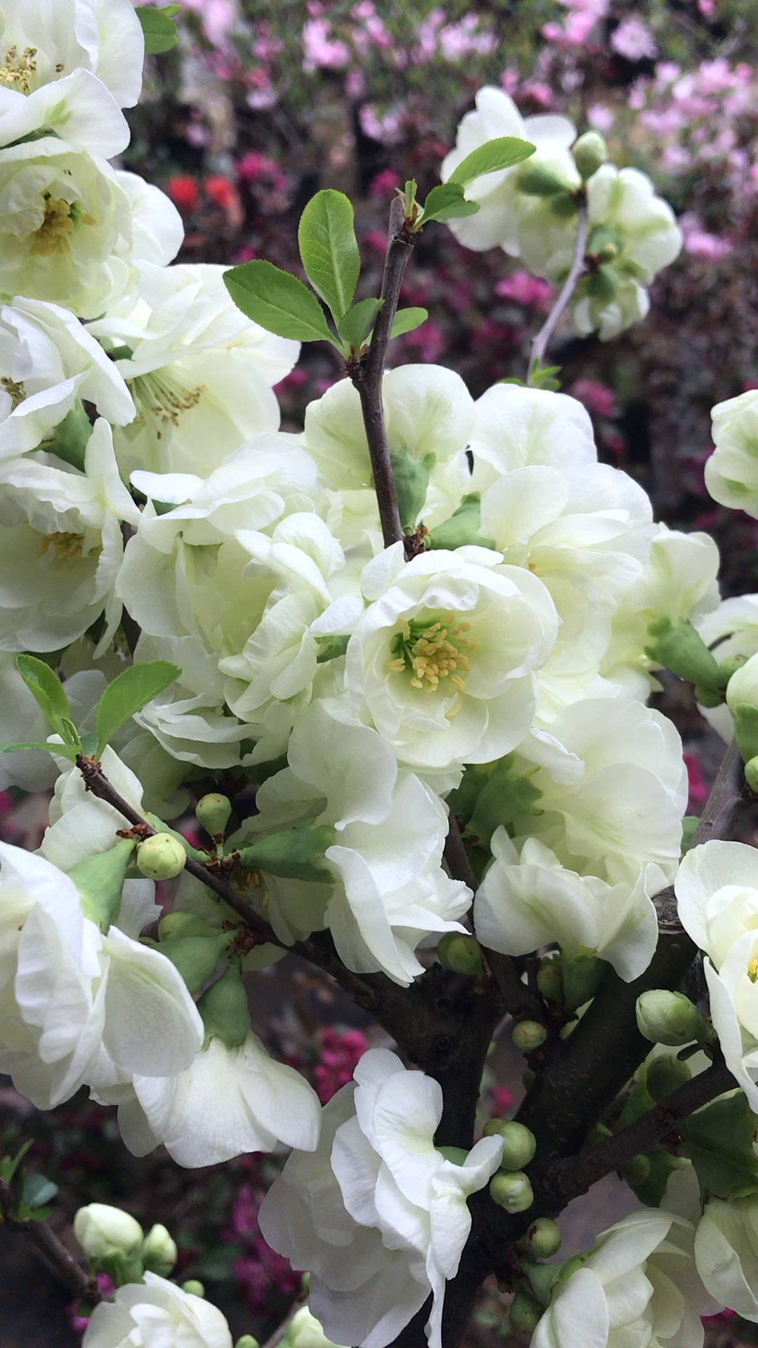 在这个海棠爆花的季节里绿海棠一直是我的最爱花友们喜欢哪个颜色的