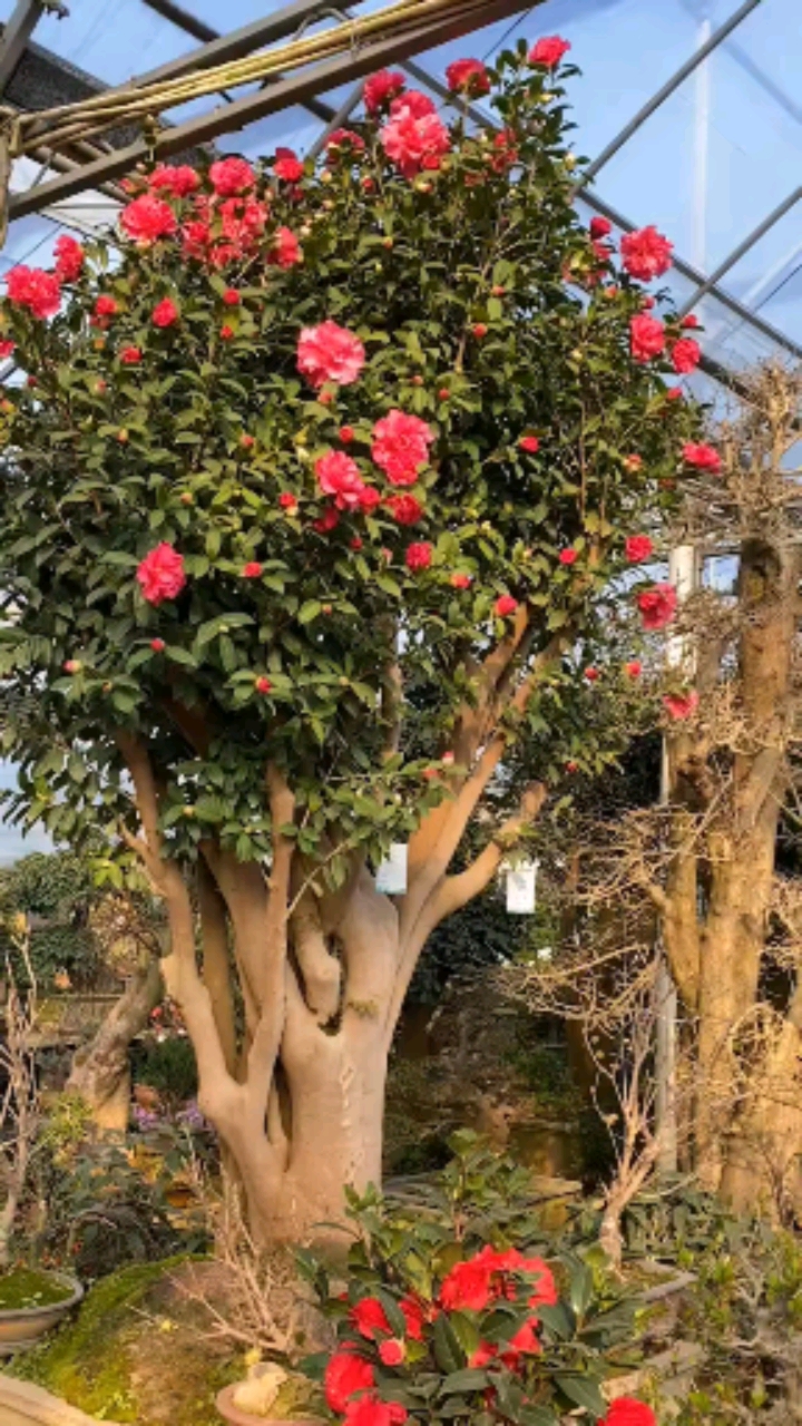 精品老桩茶花,四季常青不落叶,现在正是花期