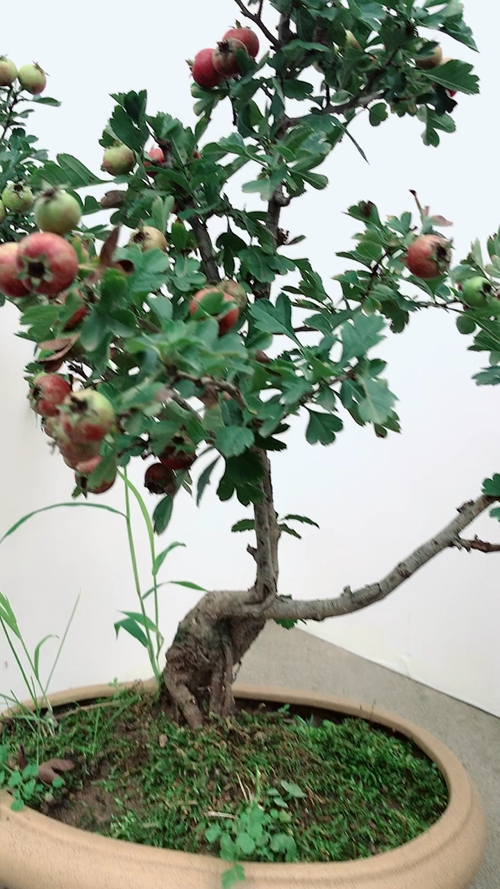 原生山里红山楂盆景