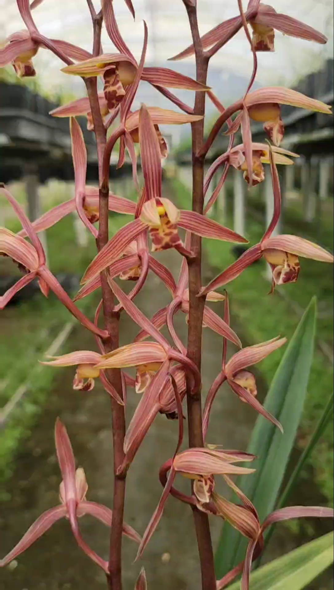 蘭花#墨蘭紅太陽花色豔麗喜慶,香味很好聞,喜歡嗎