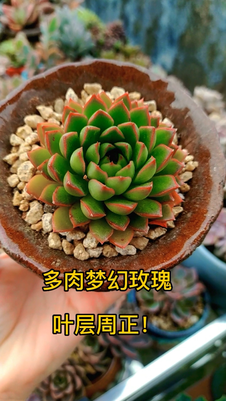 超级种草官挑战赛#梦幻玫瑰多肉您喜欢吗?叶层非常周正