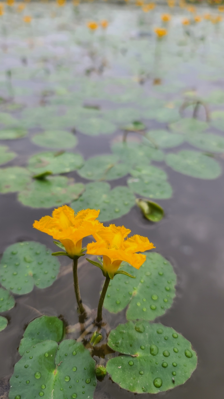 《诗经》首篇《关关雎鸠》里的参差荇菜,君子好逑;这就是荇菜的花.