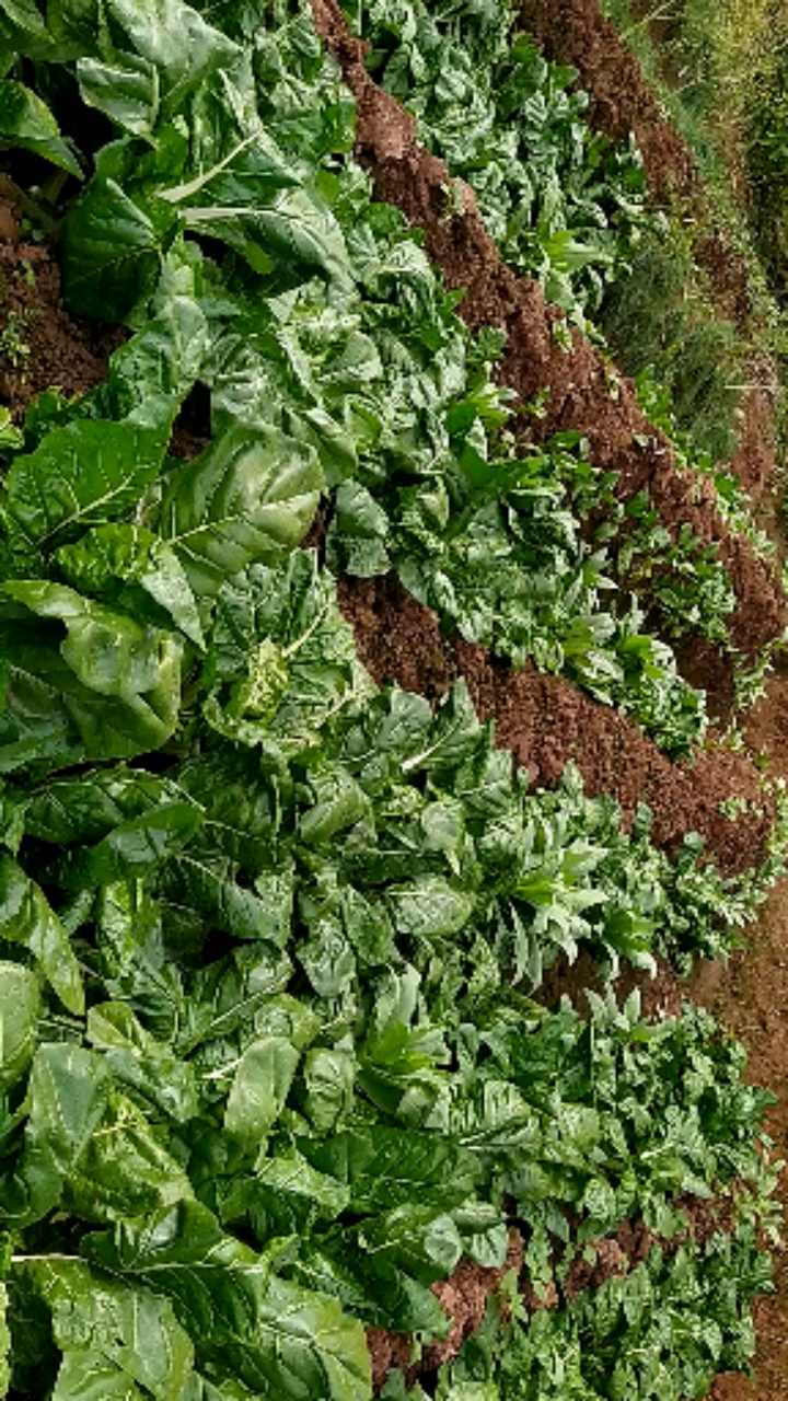 牛皮菜长得最好了