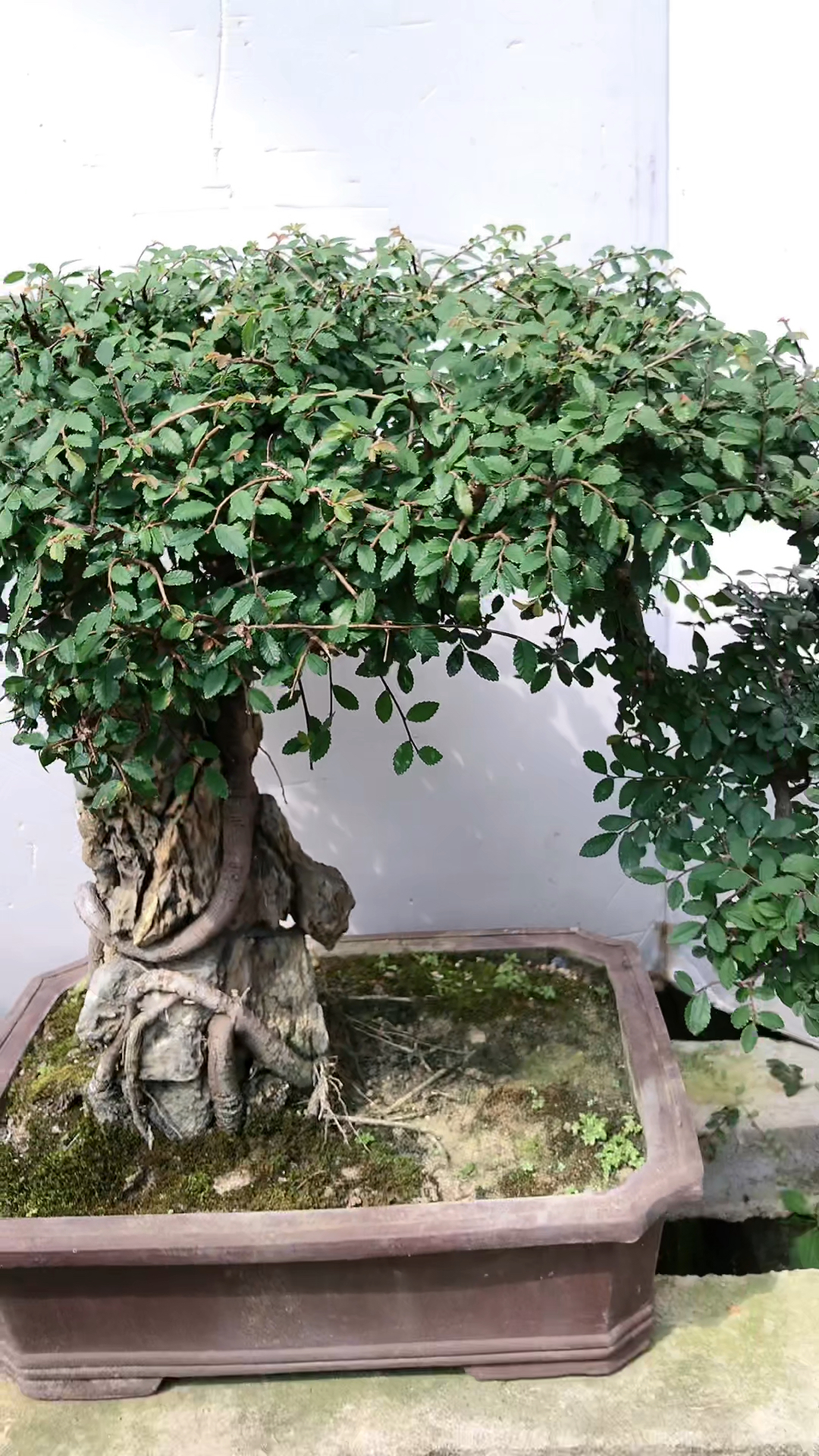 盆景#精品榆树老桩