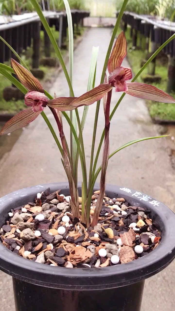 兰花#春兰古滇红素