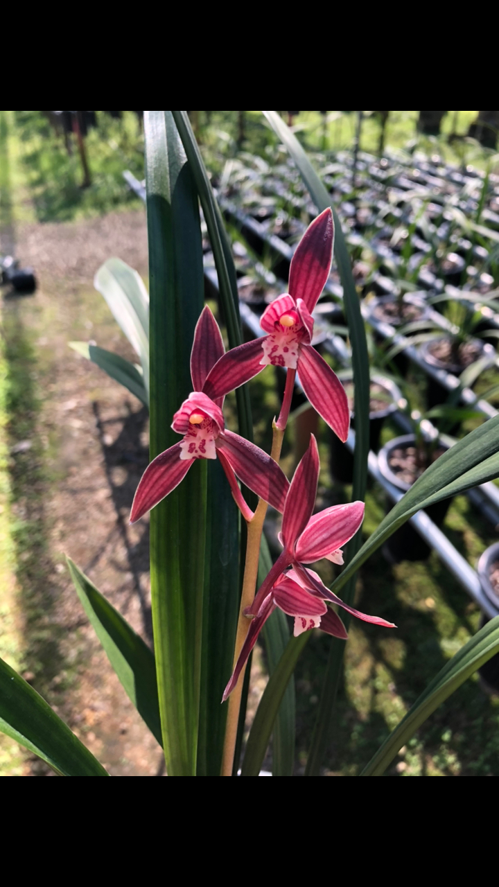 秋榜喜洋洋.身着霞帔红妆,唯美喜气洋洋.