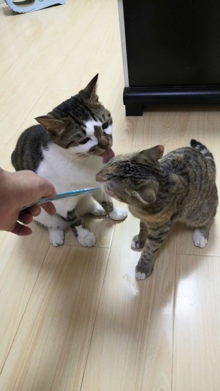 混血狸花猫#大:傻猫啊!~都没有了不知道么?～走猫