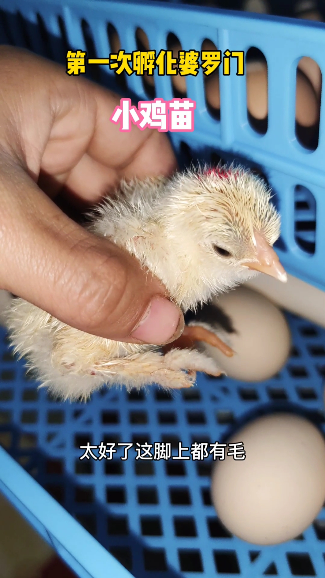 婆罗门观赏鸡#第一次孵化鸡中贵族,婆罗门小鸡苗出壳啦,太开心了