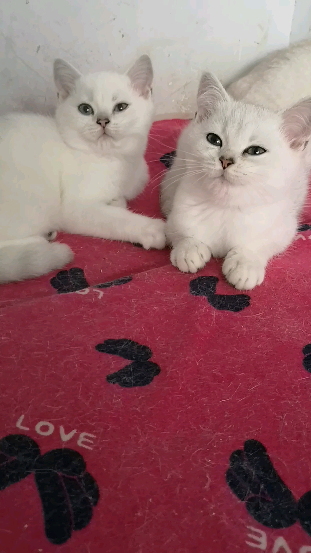 猫咪日记#两只小母猫,银渐层和银点