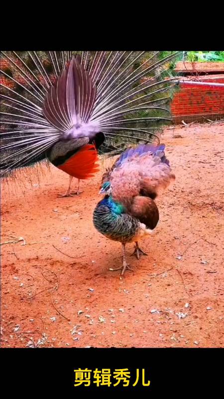 母孔雀开屏,如同昙花一现原来母孔雀也会开屏