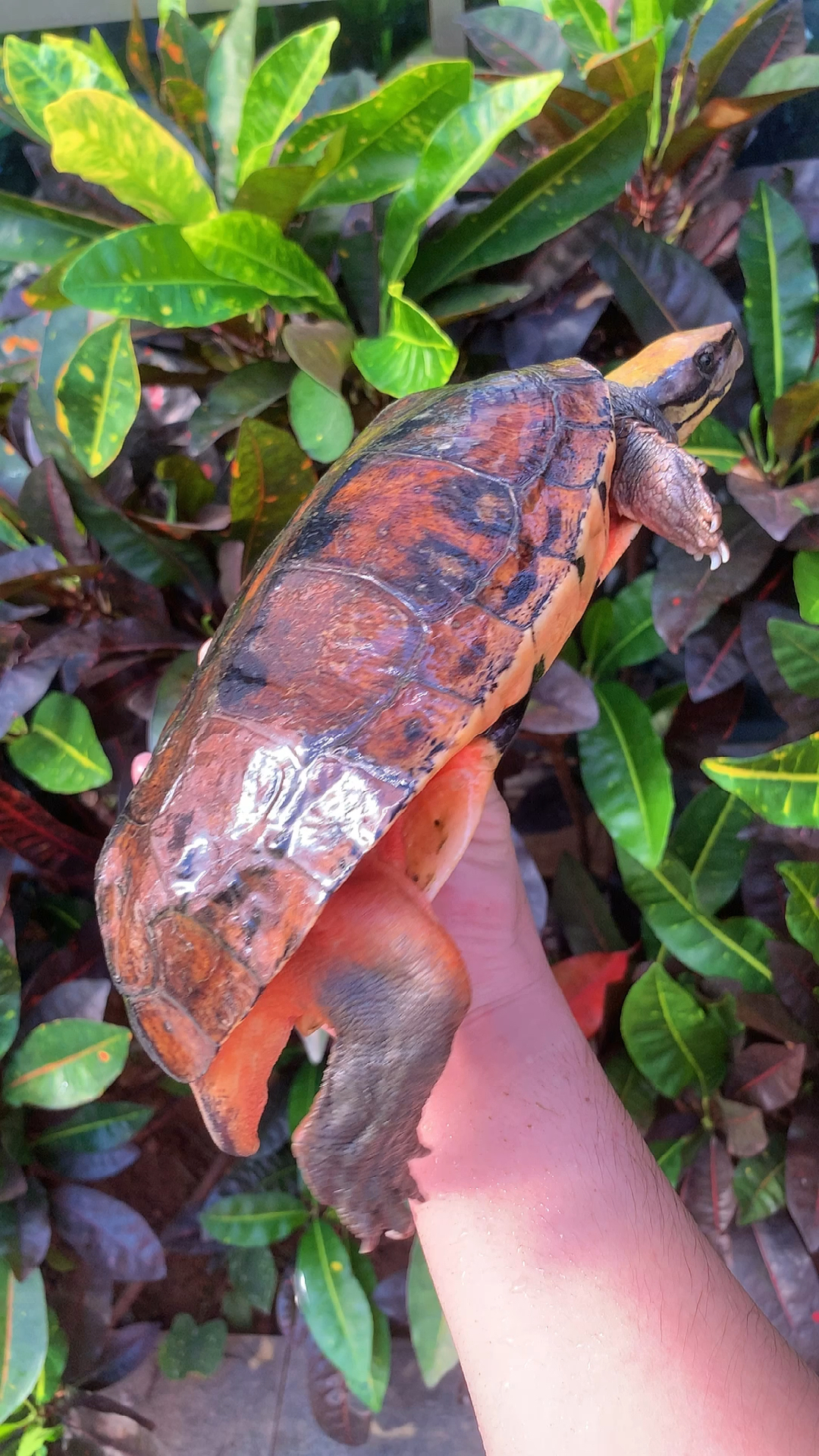 我家宠物不一样巨鞭成熟海南金钱龟强公原生态种公今天给大家分享一下