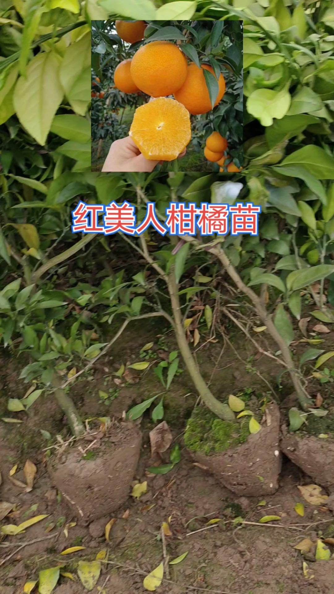 红美人柑橘树种植技术图片