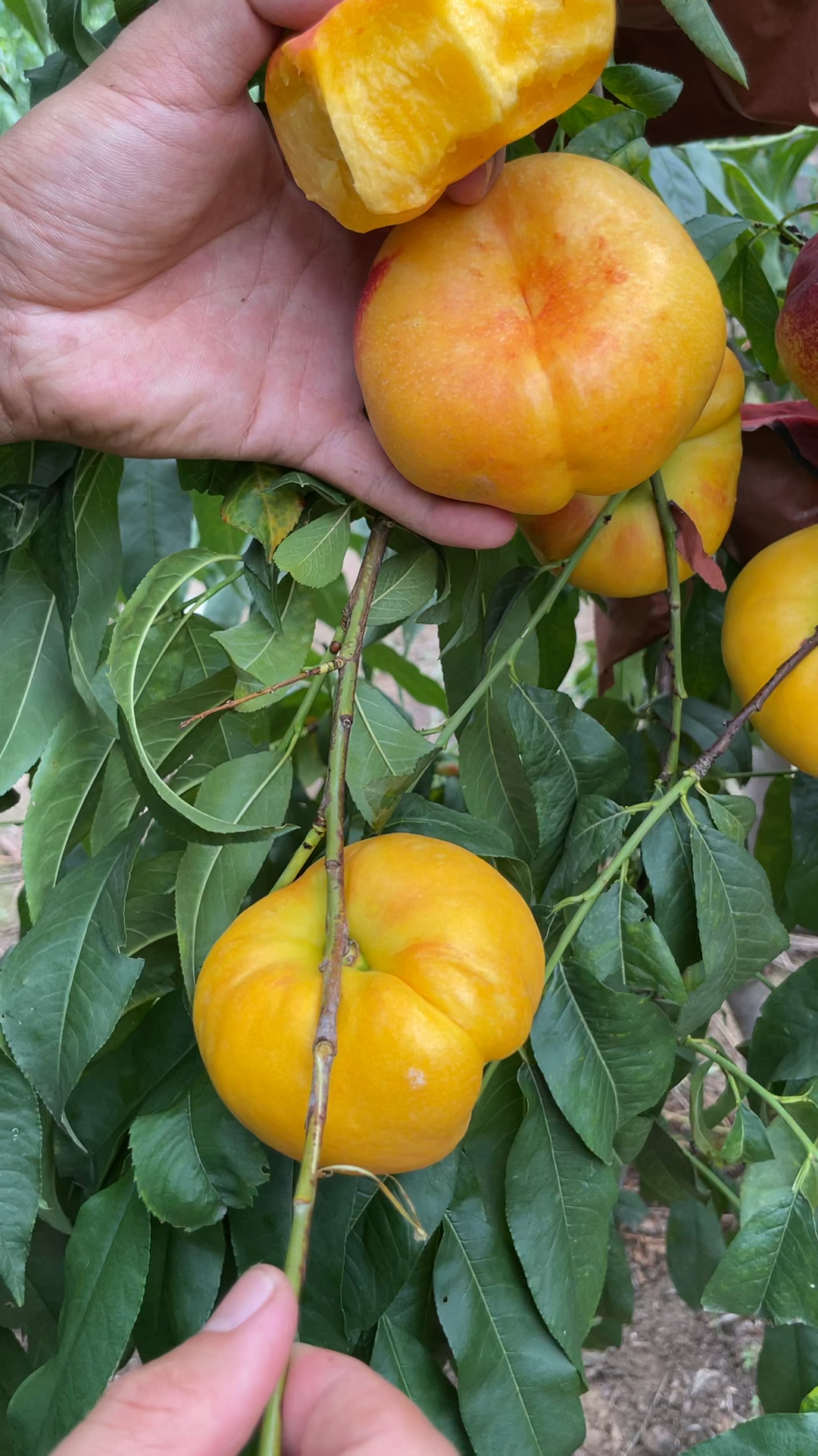 七月下旬成熟的黄肉油蟠桃新品种口感纯甜浓香