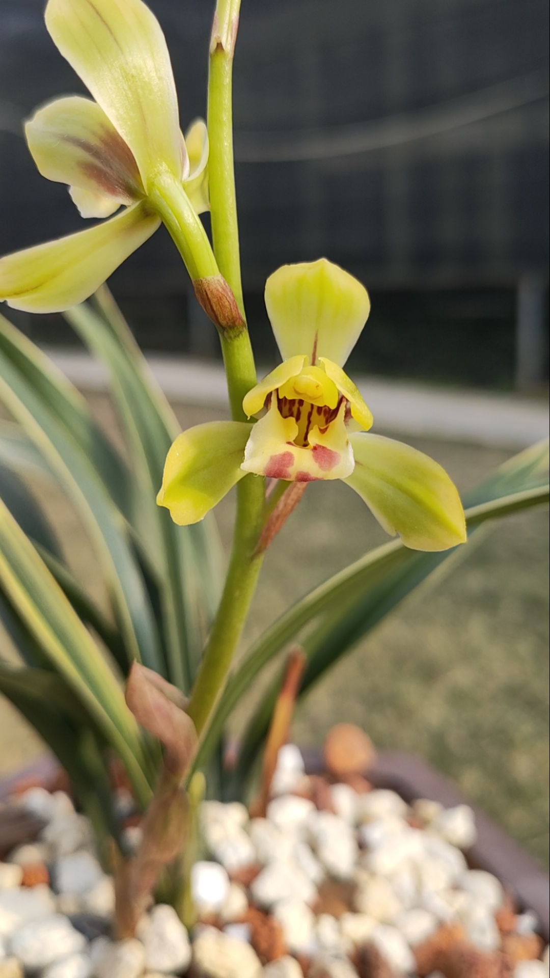 兰花#春兰彩云荷