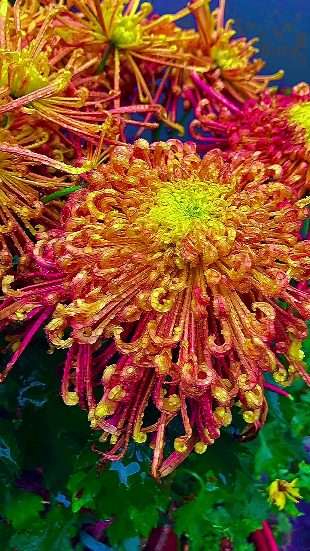 菊花展#每一株菊花花开的颜色和形态也不一样,我们通常见到的是簧色