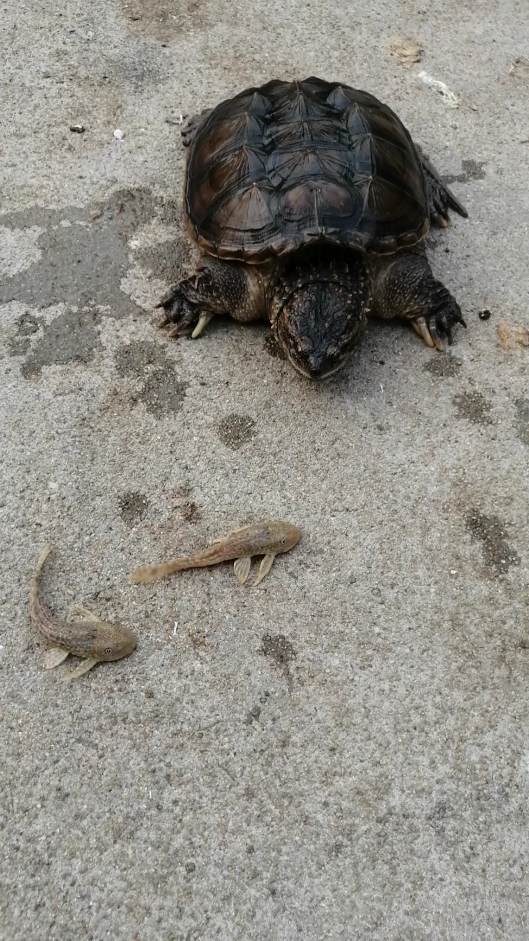 清道夫#鳄鱼龟陆地中捕食清道夫.