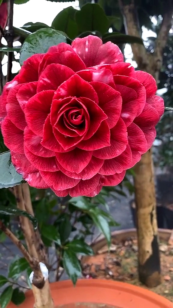 红叶贝拉茶花开品鉴赏!