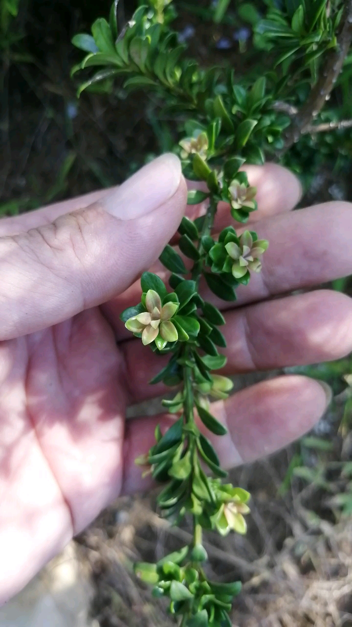 盆景#红芽珍珠罗汉松