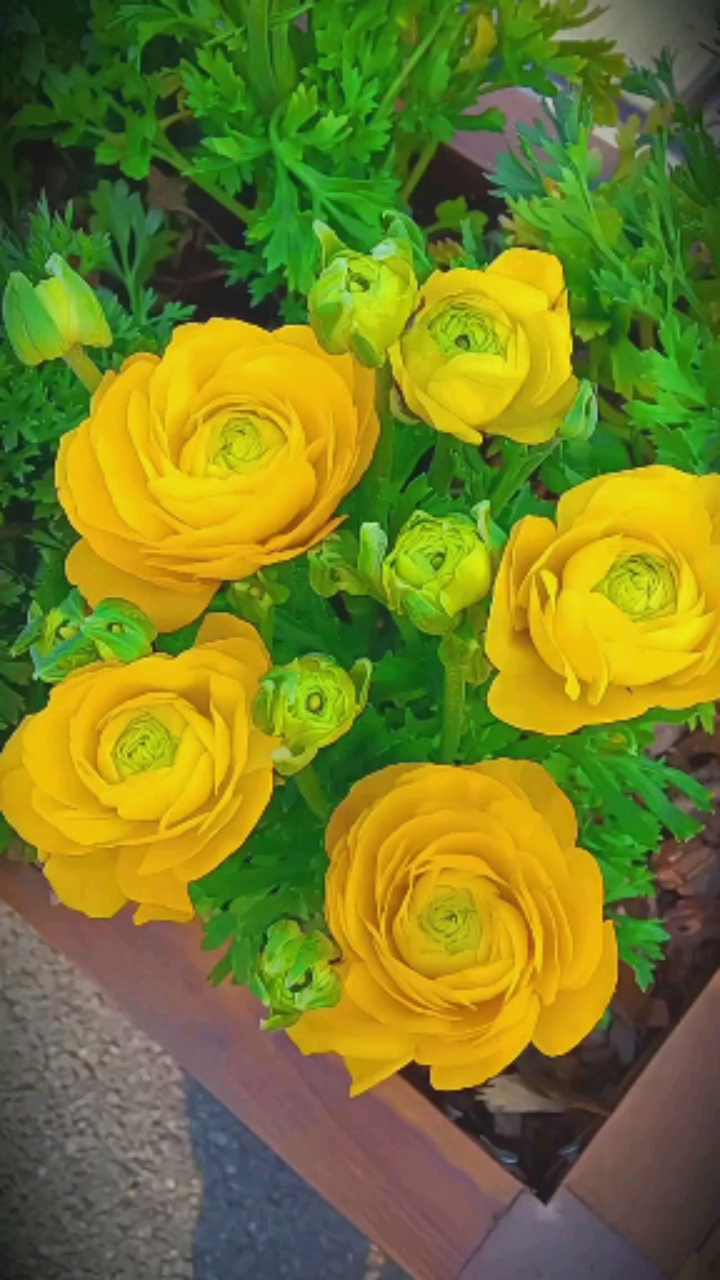 芹叶牡丹花,好美.