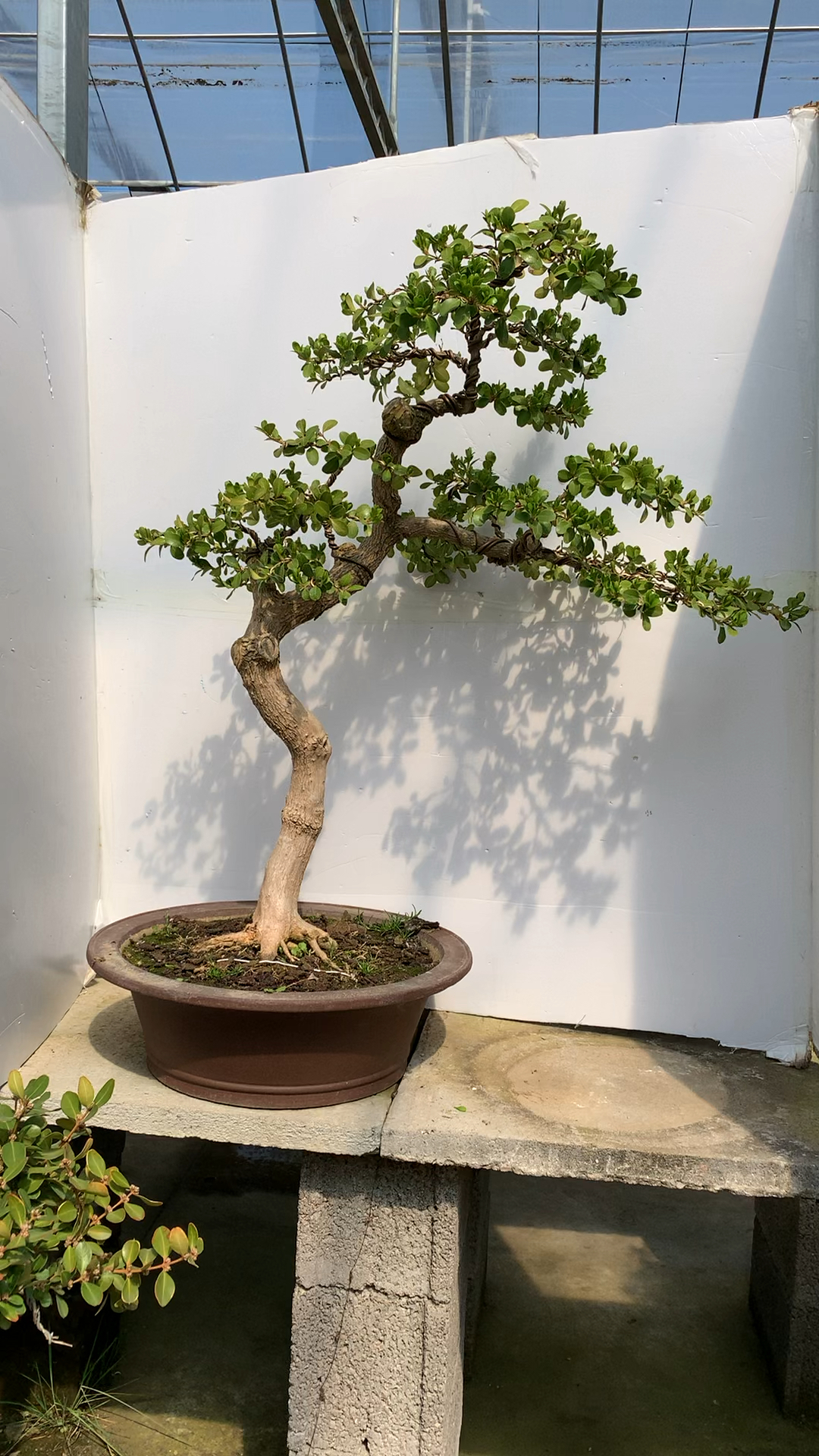 造型瓜子黄杨盆景