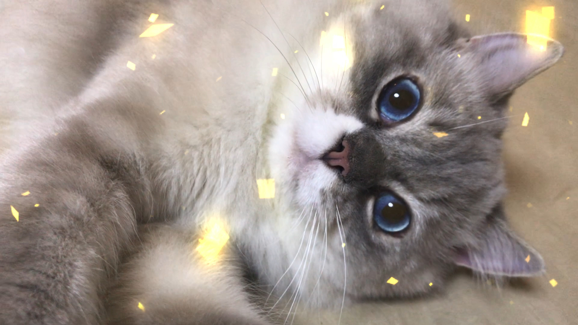 猫#小猫咪学会了自拍,现在居然会臭美了,看看便便这得瑟劲.