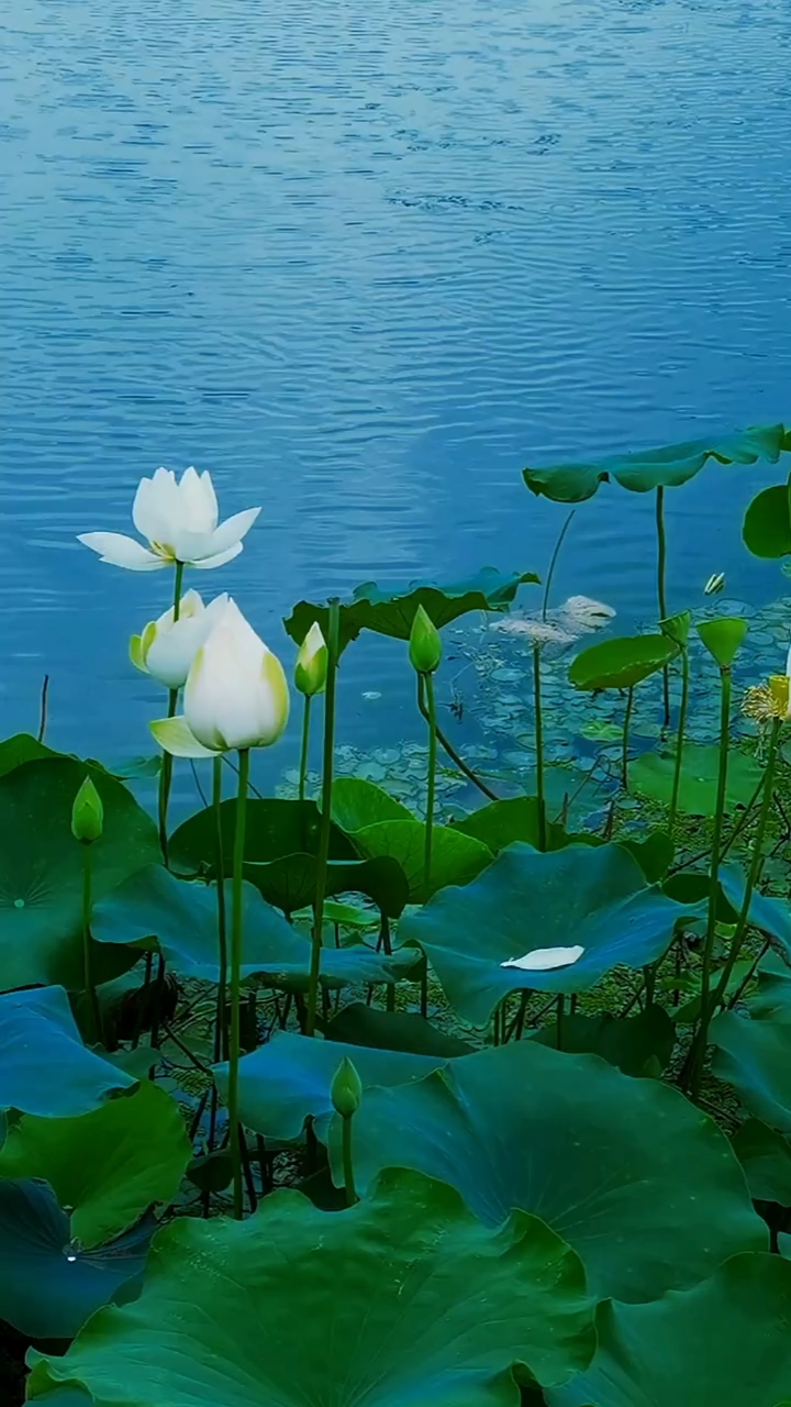 小荷微露淡淡香,一溪碧水照素装.轻风拂面心更坚,不蔓不枝立池塘.