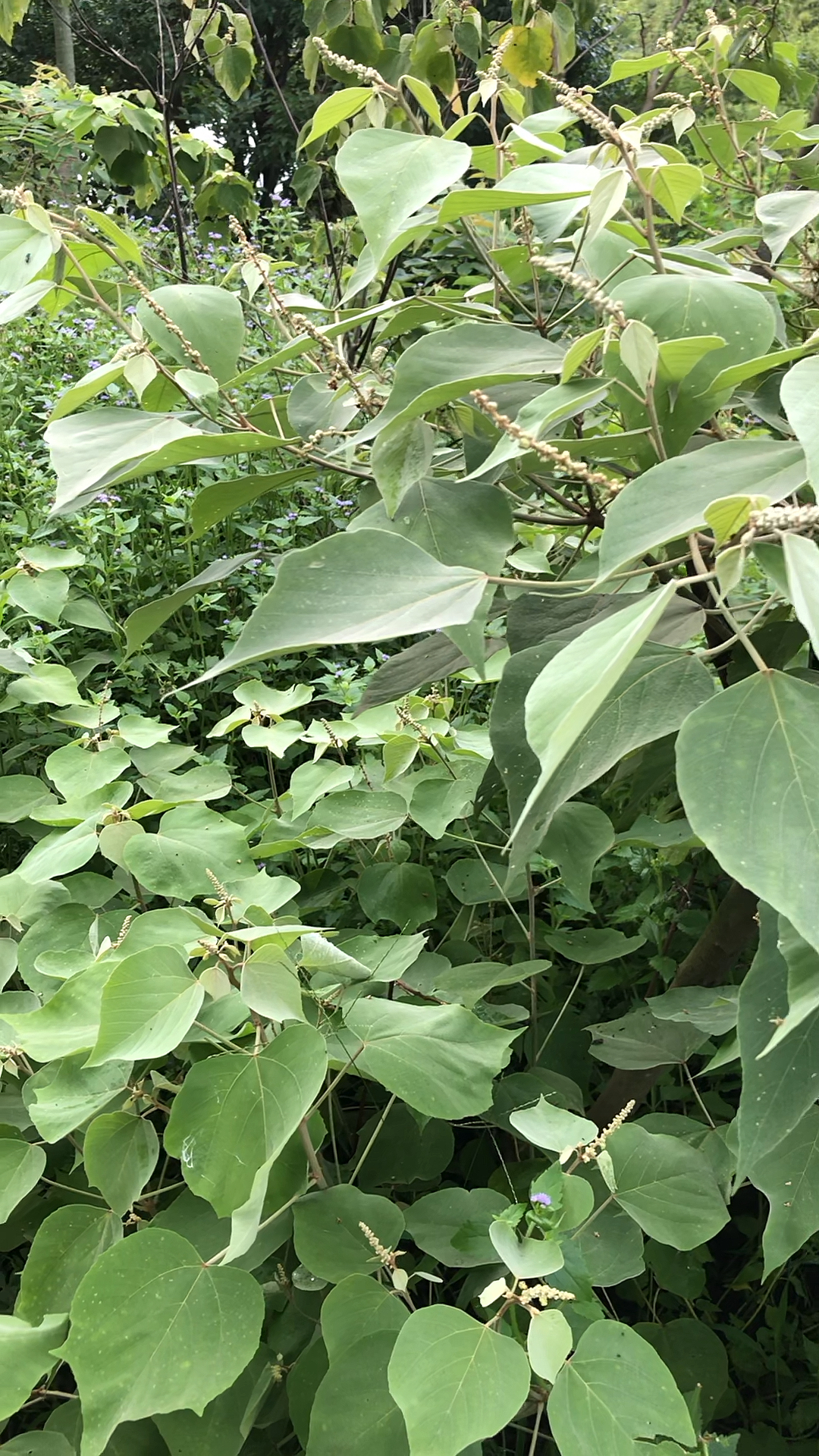 你好,夏天#翻白叶