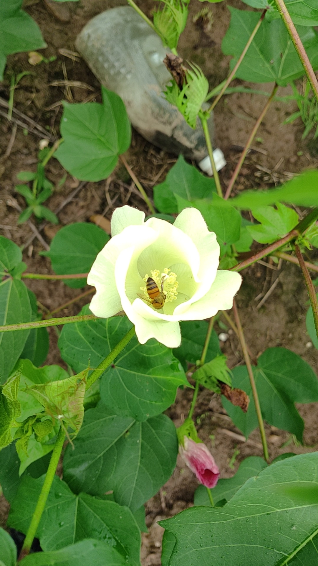 蜜蜂棉花里采蜜