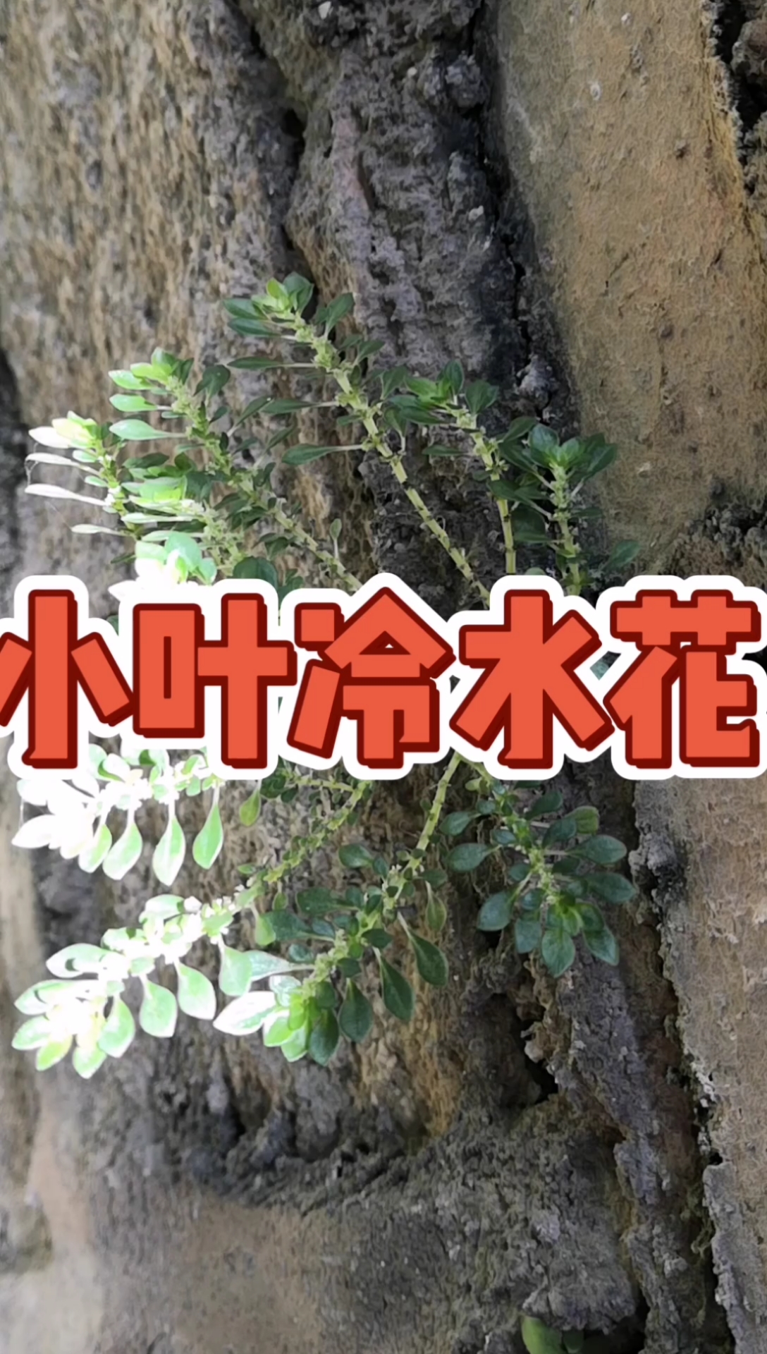 小面积烧烫伤可以认识一下小叶冷水花